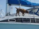 Guard duty: Checking out a "threat" to the boat